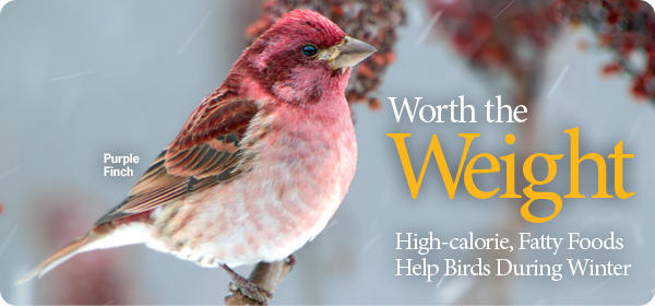 Help Birds Survive Winter