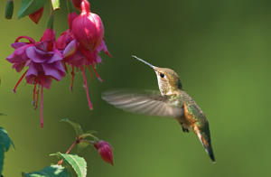 Rufous Hummingbird